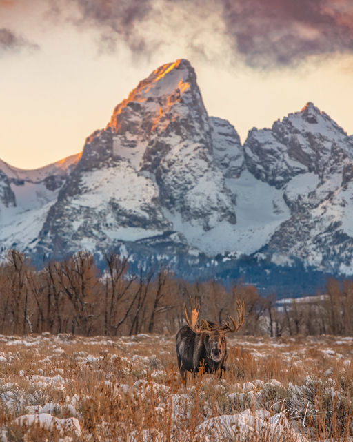 Grand Teton Moose Photography Print