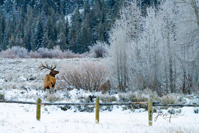 Elk in snow at Grand Teton