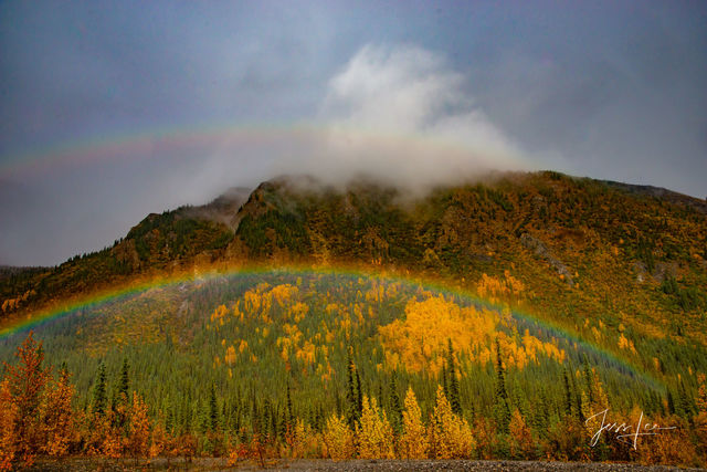 Autumn colored trees in the Arctic surrounded by a rainbow after heavy rainfall
