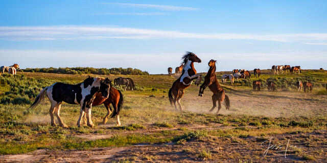 Mustang Two Step