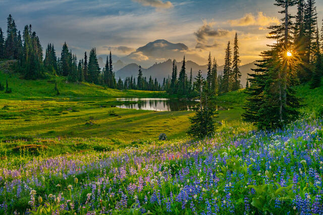 Mount Rainer Photograph Fine Art Print of summer flowers blue color and snow capped mountain photo at sunset.