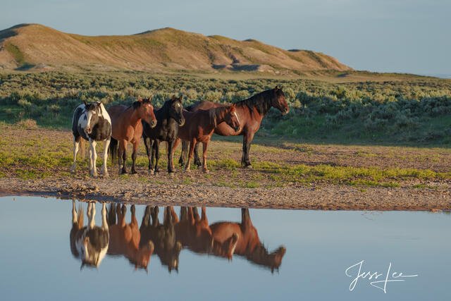 Reflection of Mustangs