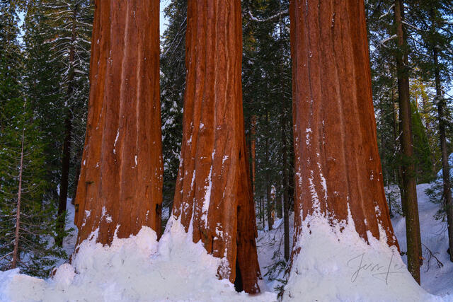 Sequoia trees in snow