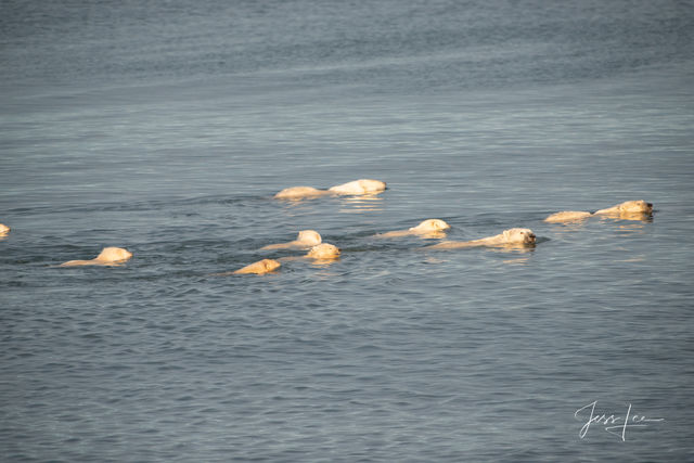 Polar Bear Plunge 