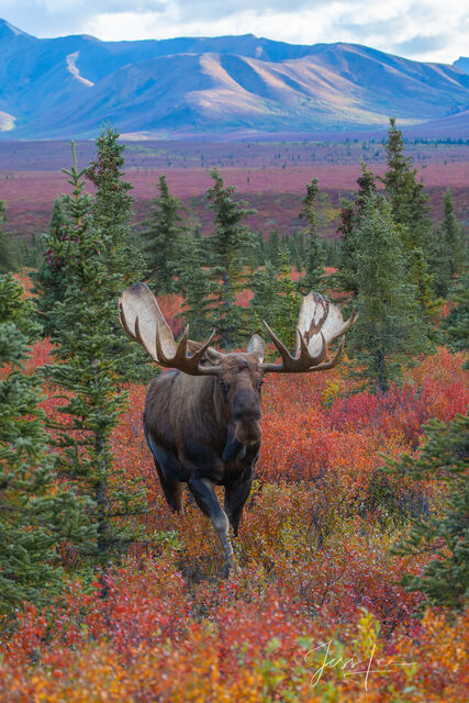 Big Denali Bull Moose in Autumn color