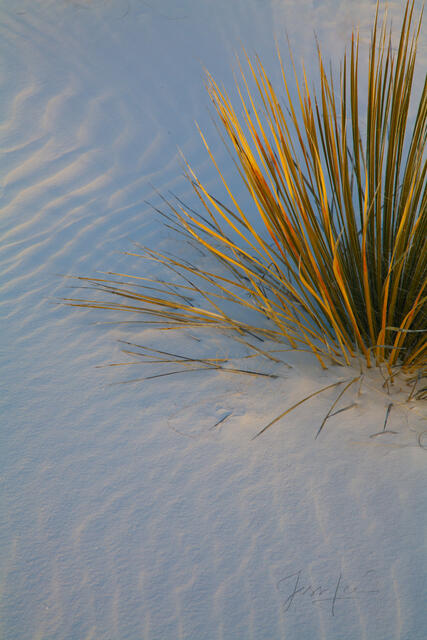 White Sands National Park Sand Dune Picture