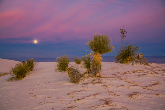 White Sands National Park Sand Dune Picture