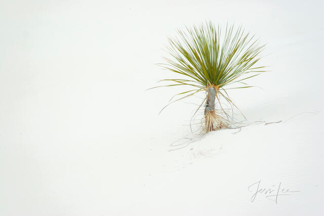 Fine art landscape photography of a Soaptree Yucca plant on white gypsum sand dunes at White Sands National Park, New Mexico, featuring minimalist composition.