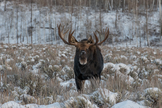 Jackson Snow Moose 