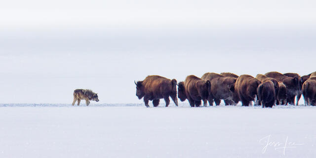  A picture of a  lone yellowstone  wolf testing a herd of Bison to see if any of the Bison are injured or sick on the shore of Yellowstone Lake in winter.