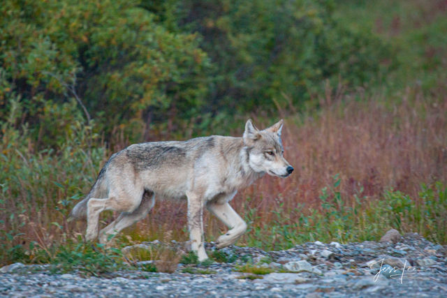Wolf hunting in Alaskan tundra 