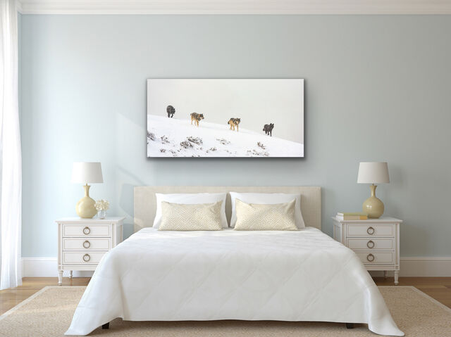 Wildlife  Pictures |  Wild Animal Photography Prints