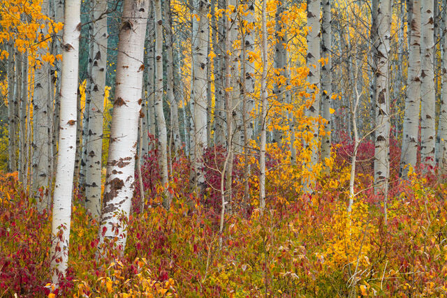 Tree Photography Print Yellow birch