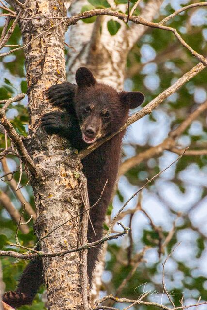 Yellowstone Black Bear Photo