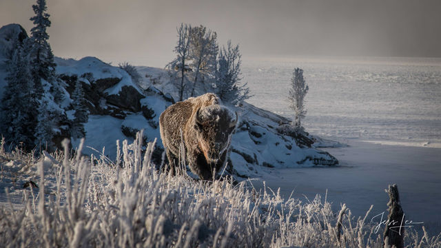 Frozen Bison