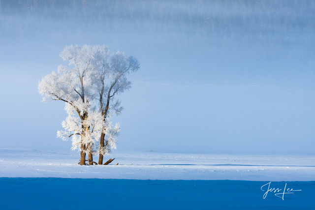Photograph Print of A pair of frozen Trees in Lamar Valley Yellowstone National Park.