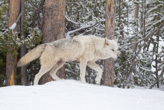 Yellowstone Photography print-Picture of a white Wolf in winter