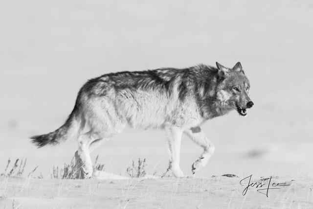 Hunting Yellowstone Wolf in winter fine art photography print