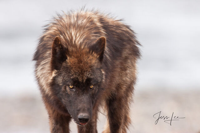 Yellowstone Wolf pup in Winter with snow