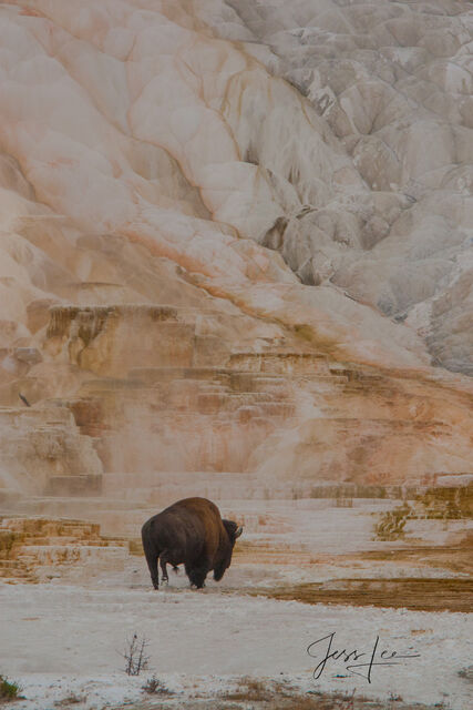 Yellowstone Bison Fine Art Photography Print