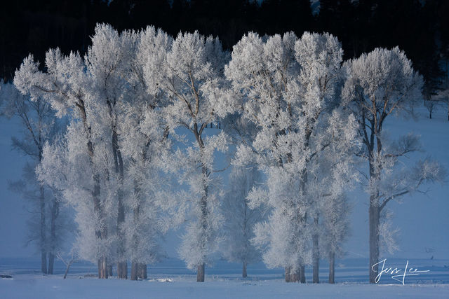 Frosted Trees in Lamar Valley Yellowstone National Park photography print.