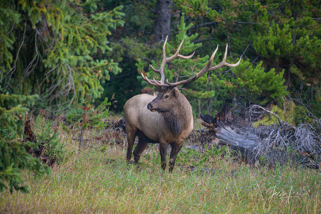 Yellowstone wildlife photography print of bull ELK