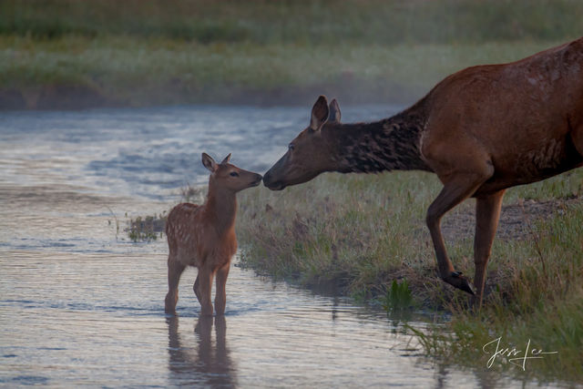 Yellowstone National Park Photography Print Of a Elk cow and calf rubbing noses.