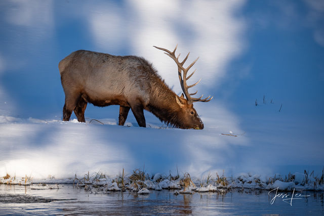 Bull Elk in Winter