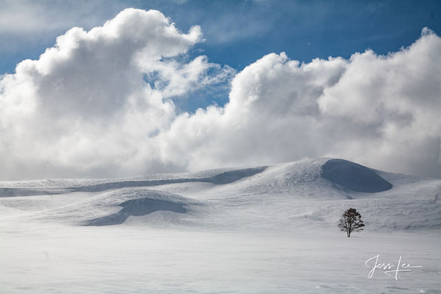 Lone Tree in winter at Hayden Valley Yellowstone National Park Photography Print