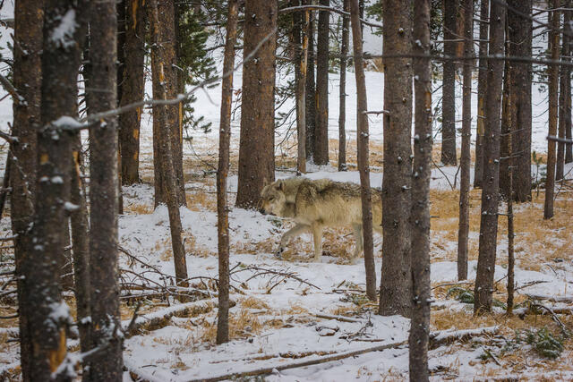 Wild wolf walking in the snow-covered forest.