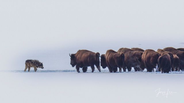 Fine Art Wildlife Photography Prints