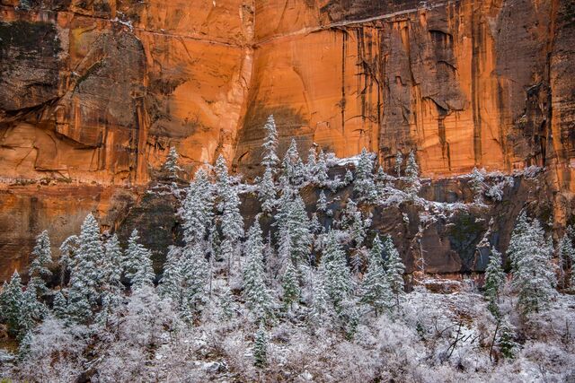 Zion National Park Red Rocks and Snowy Trees Photograph