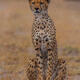 Cheetah Standing Tall Vertical Print