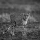 Cheetah in Soft African Light Print