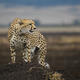 Cheetah on the African Plains Photography Print