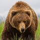 Grizzly Bear about to charge