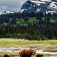 Brown Bear and cubs fishing Photo