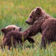 Brown Bear Cubs at Play 