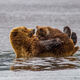 Brown Bear nursing Photo