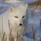 Arctic Fox 1