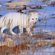 Arctic Fox 2