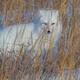 Arctic Fox 3