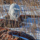 Arctic Fox 4