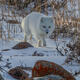 Arctic Fox 5