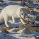 Arctic Fox 6