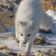 Arctic Fox 7