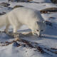 Arctic Fox 8