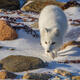 Arctic Fox 9