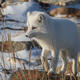 Arctic Fox 10