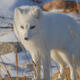 Arctic Fox 11